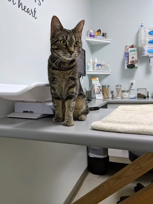 Fisherville Animal Hospital Picture 1