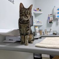 Fisherville Animal Hospital ico