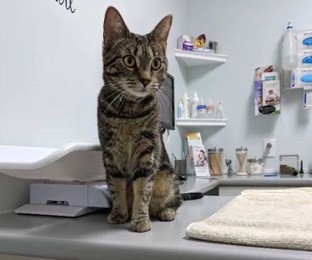 Fisherville Animal Hospital