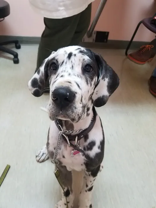 Fisherville Animal Hospital Picture 6