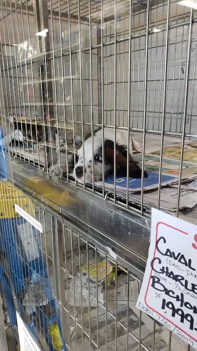 Kalihi Pet Center Picture 2