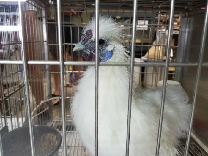 Kalihi Pet Center Picture 7