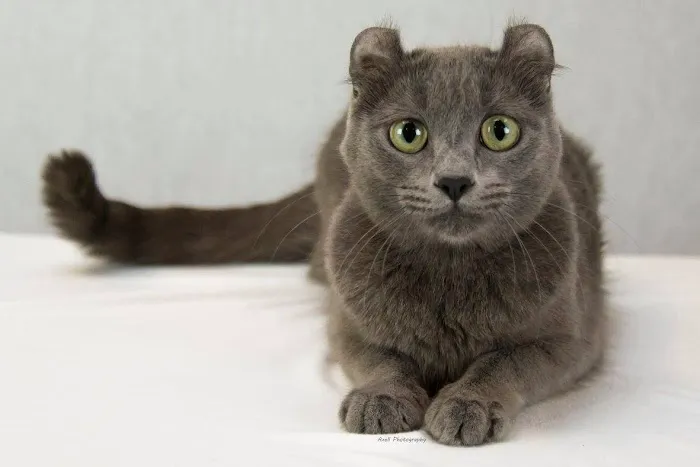 VCA Riverside Veterinary Hospital Picture 6