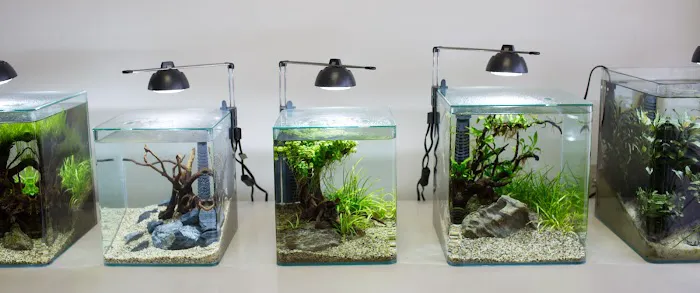 Aquascapes Picture 6