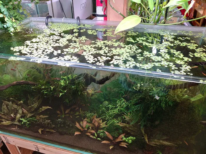 Aquascapes Picture 10