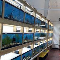 MastahBetta Fish Shop ico