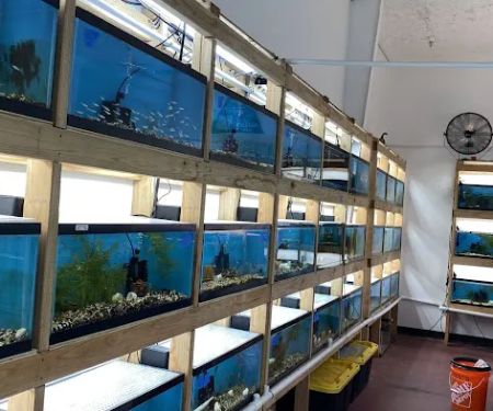 MastahBetta Fish Shop