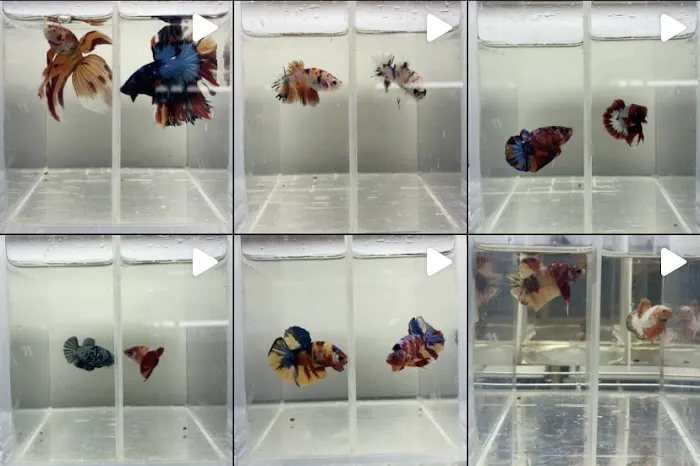 MastahBetta Fish Shop Picture 4