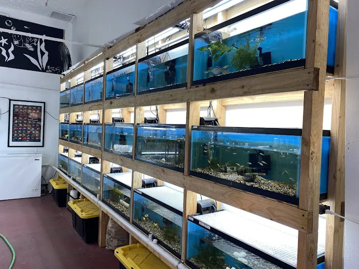 MastahBetta Fish Shop Picture 6
