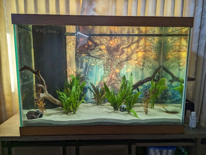 MastahBetta Fish Shop Picture 10