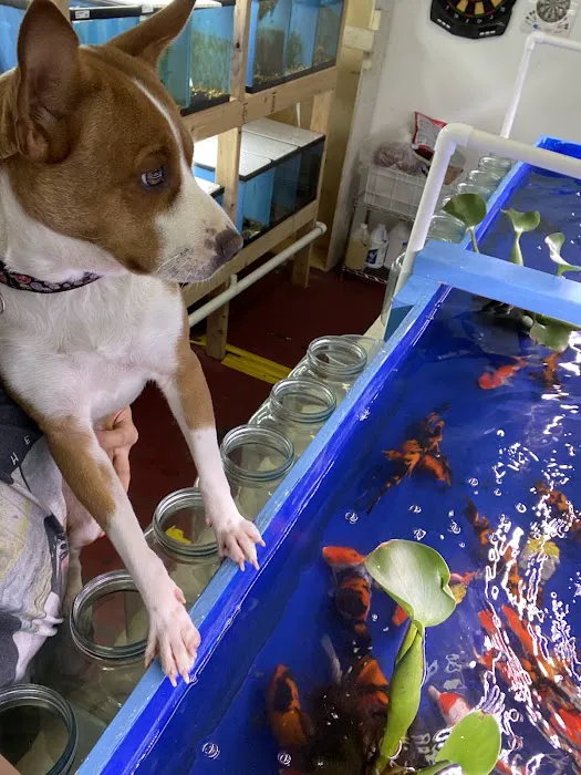 MastahBetta Fish Shop Picture 9