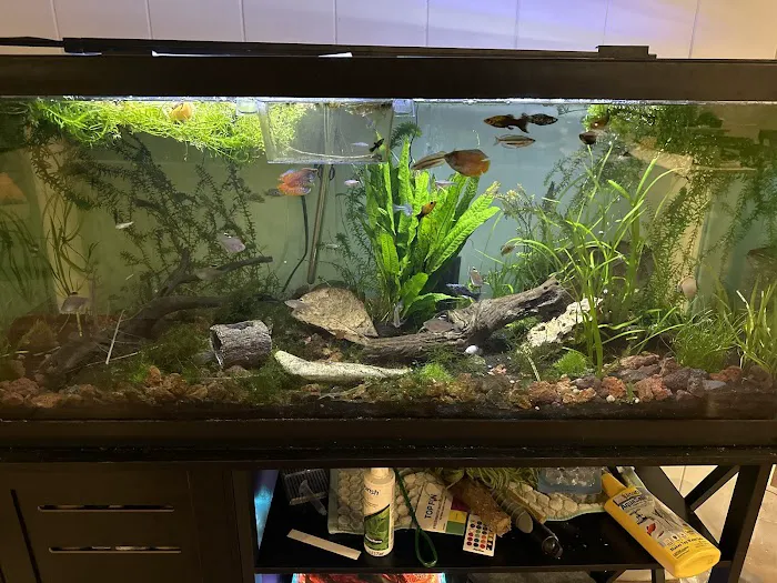 MastahBetta Fish Shop Picture 7