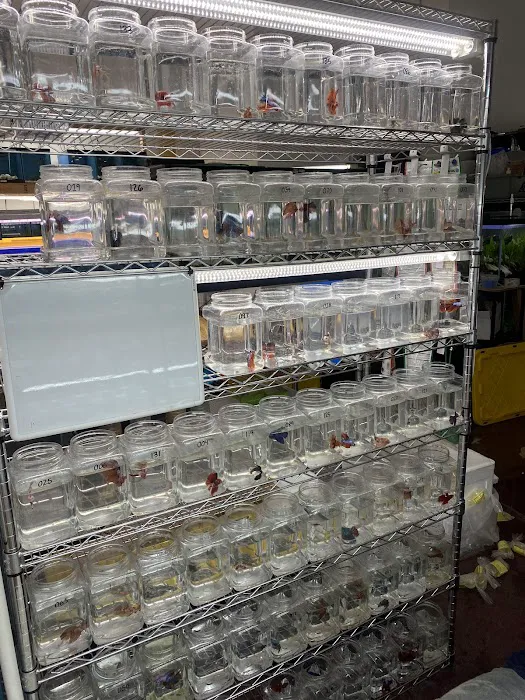 MastahBetta Fish Shop Picture 8