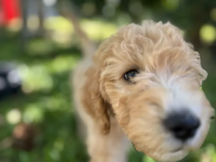 Pet Food Hawaii Picture 4