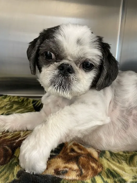 Cilley Veterinary Clinic Picture 1