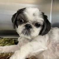 Cilley Veterinary Clinic ico