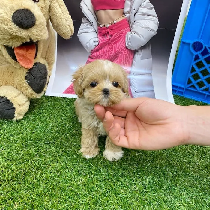 Maltipoo and poodle puppies for sale Picture 2