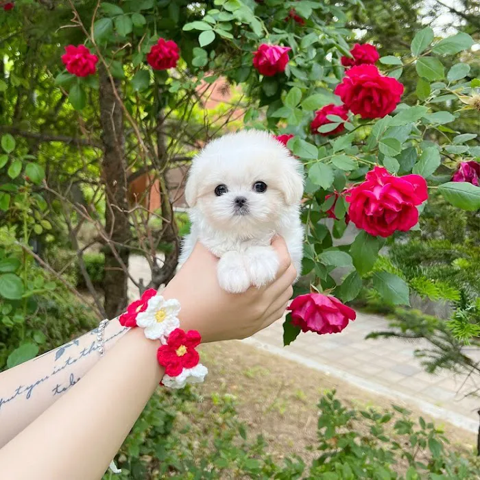 Maltipoo and poodle puppies for sale Picture 1
