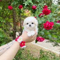 Maltipoo and poodle puppies for sale ico