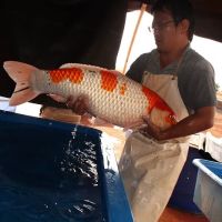 Kodama Koi Farm ico