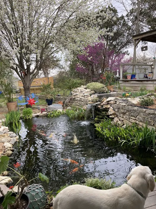 Kodama Koi Farm Picture 3