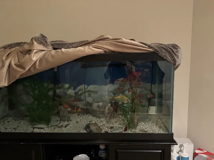 Kodama Koi Farm Picture 5