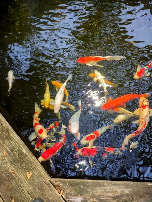 Kodama Koi Farm Picture 6