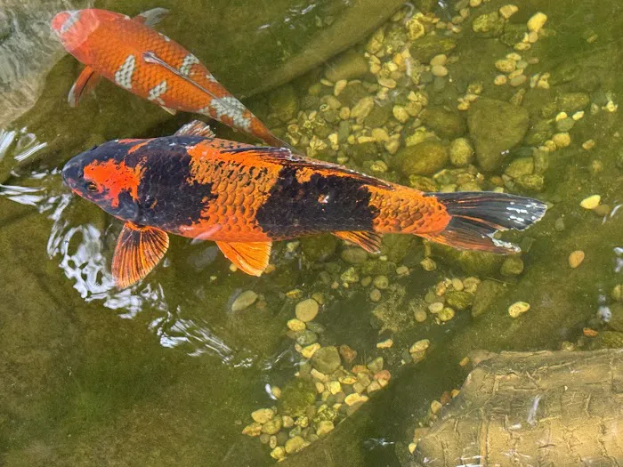 Kodama Koi Farm Picture 8