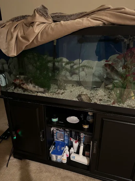 Kodama Koi Farm Picture 9