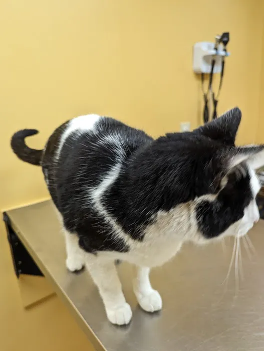 Blackwater Veterinary Services Picture 3