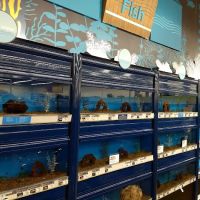 Petco ico