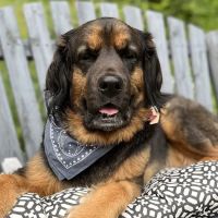 Wendell Veterinary Clinic ico