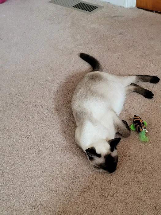 Meezerpaws Cattery Picture 3