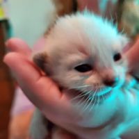 Meezerpaws Cattery ico