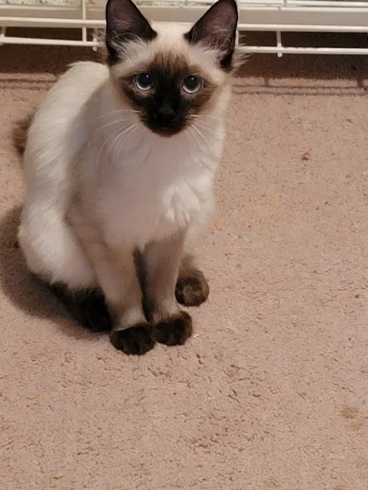 Meezerpaws Cattery Picture 8