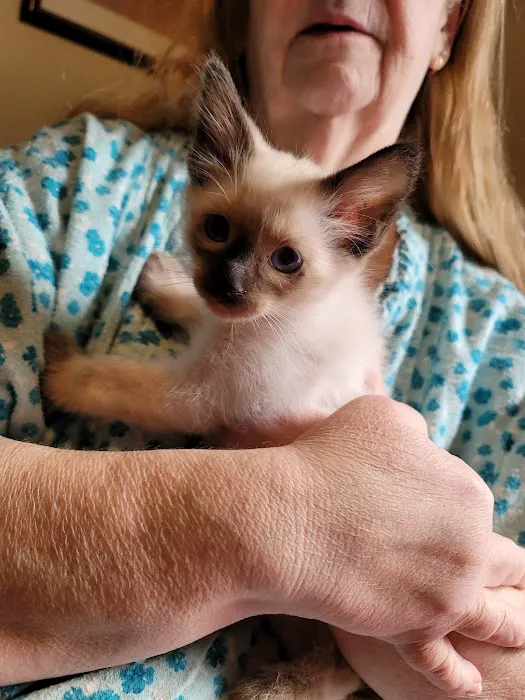 Meezerpaws Cattery Picture 2