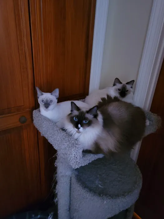 Meezerpaws Cattery Picture 5