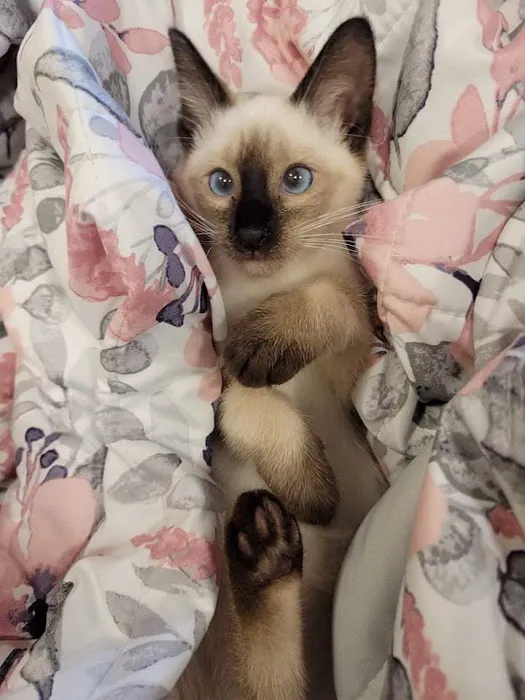 Meezerpaws Cattery Picture 7
