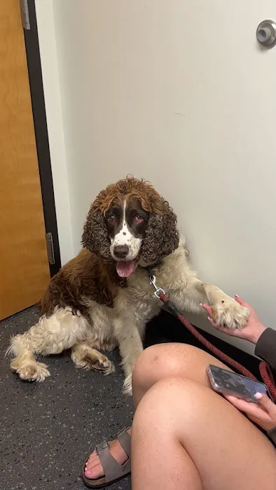 Lead Urgent Care Veterinary Services Picture 9