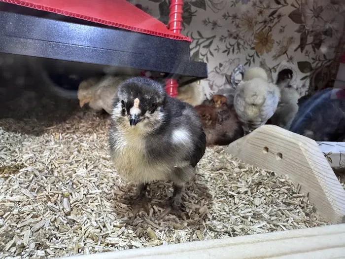 The Pampered Flock Picture 1