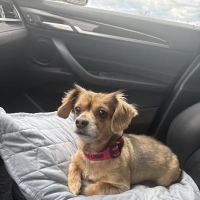 Vetco Vaccination Clinic ico