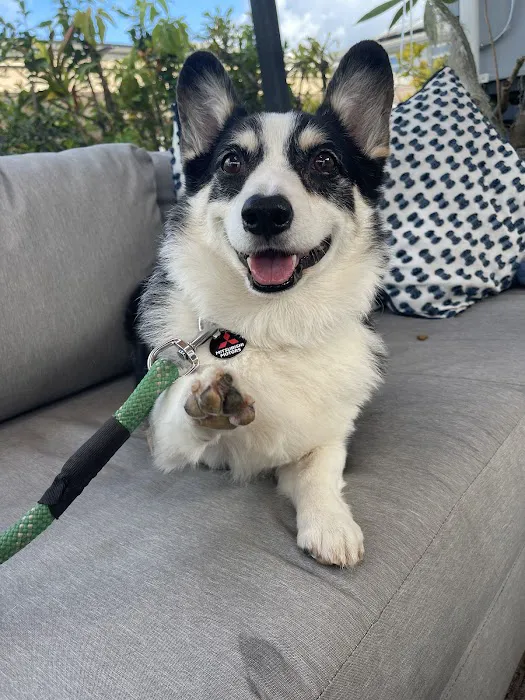 Hawaii Pet Rehabilitation Picture 6