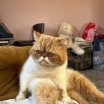 Hawaii Pet Rehabilitation