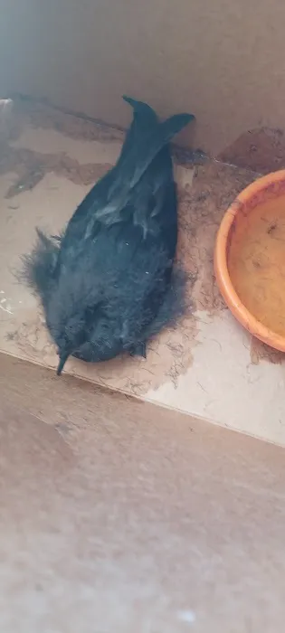 Hawaii Pet Rehabilitation Picture 4
