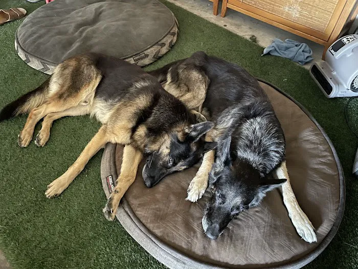 Hawaii Pet Rehabilitation Picture 3