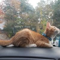 Northside Animal Hospital ico