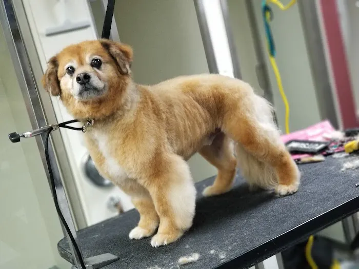 Northside Animal Hospital Picture 3
