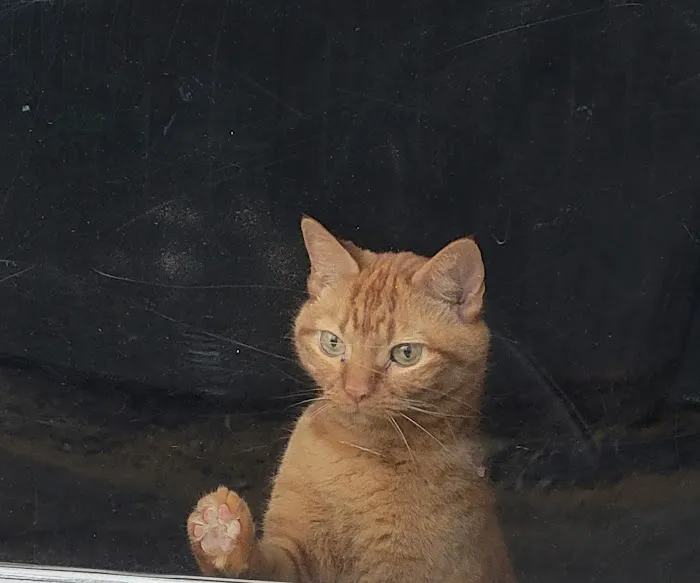 Caring Hands Animal Hospital: Feltz Tim DVM Picture 4