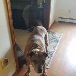 Caring Hands Animal Hospital: Feltz Tim DVM