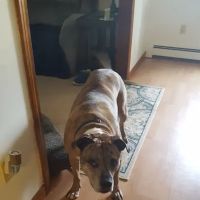 Caring Hands Animal Hospital: Feltz Tim DVM ico